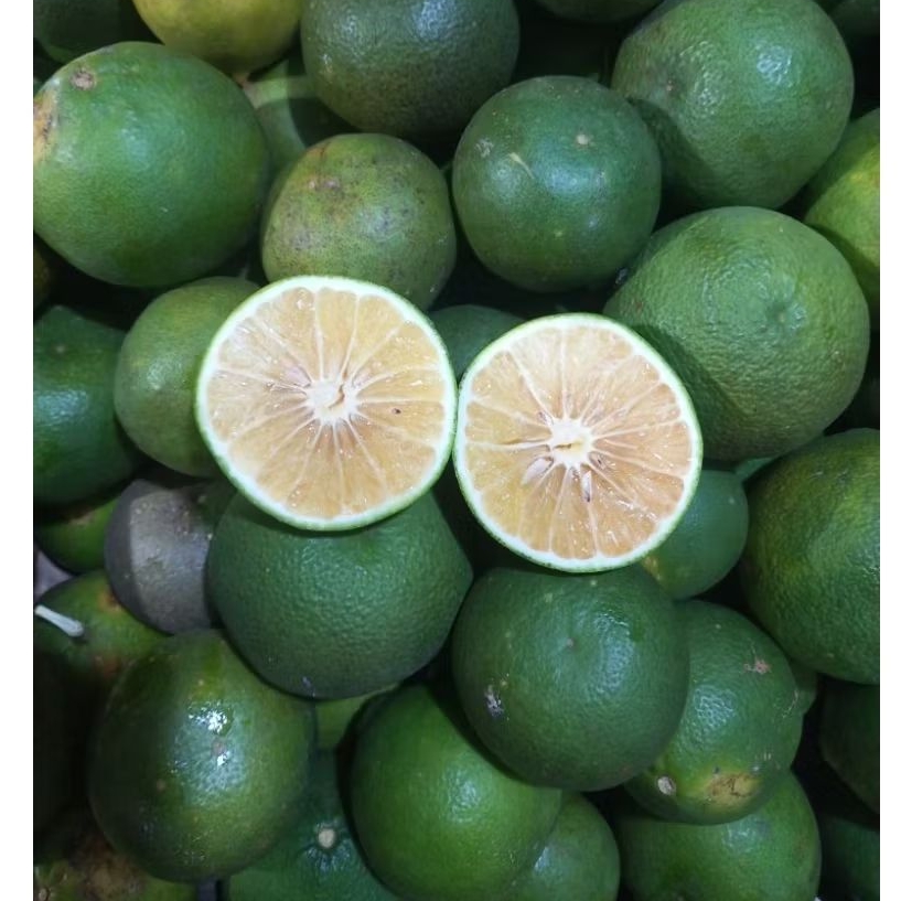 JERUK BABY JAWA SRAGEN, JERUK BABY LOKAL SRAGEN