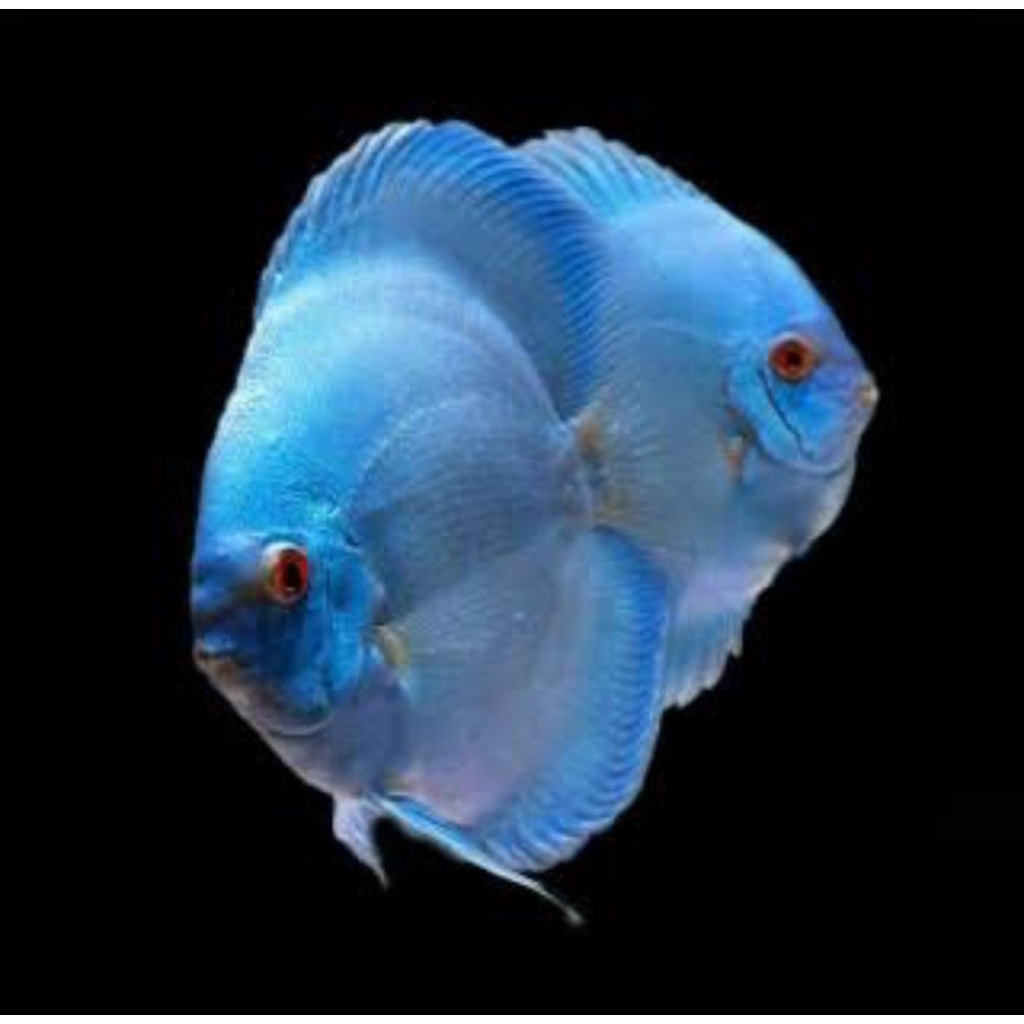 ikan discus blue diamond 2 inch up