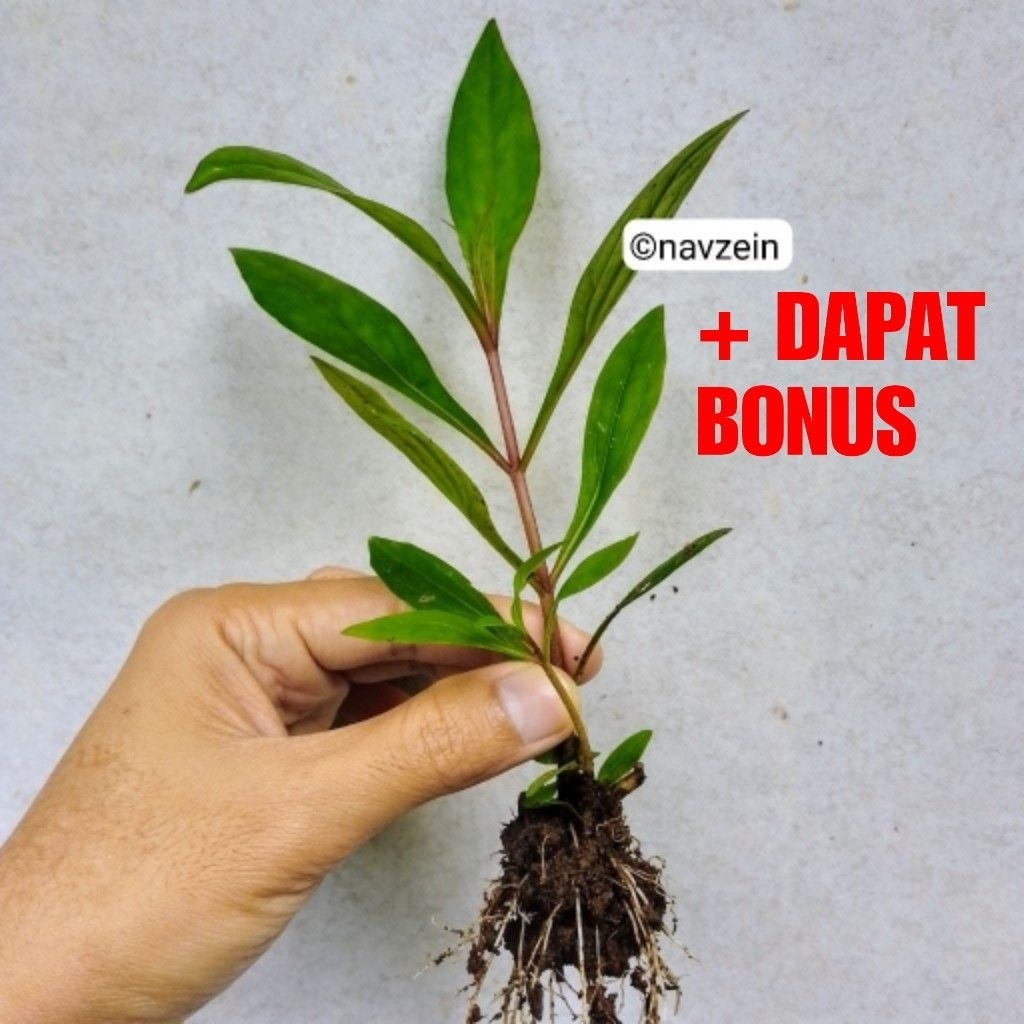 Prasman Genjik 10 BIBIT LEBIH MURAH  | Kualitas Super