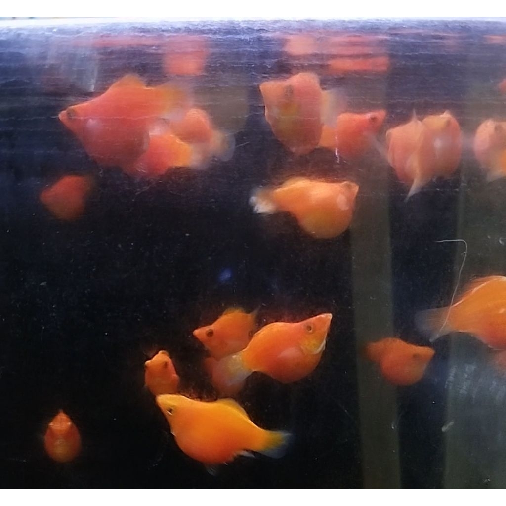 Paket 3 ekor molly balon orange jumbo