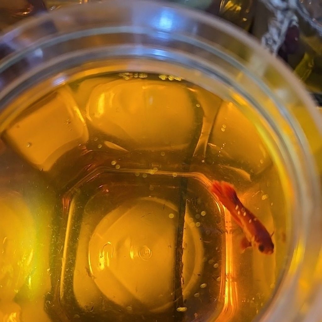 rgg/rpg/rgbg bahanan buat cupang hias