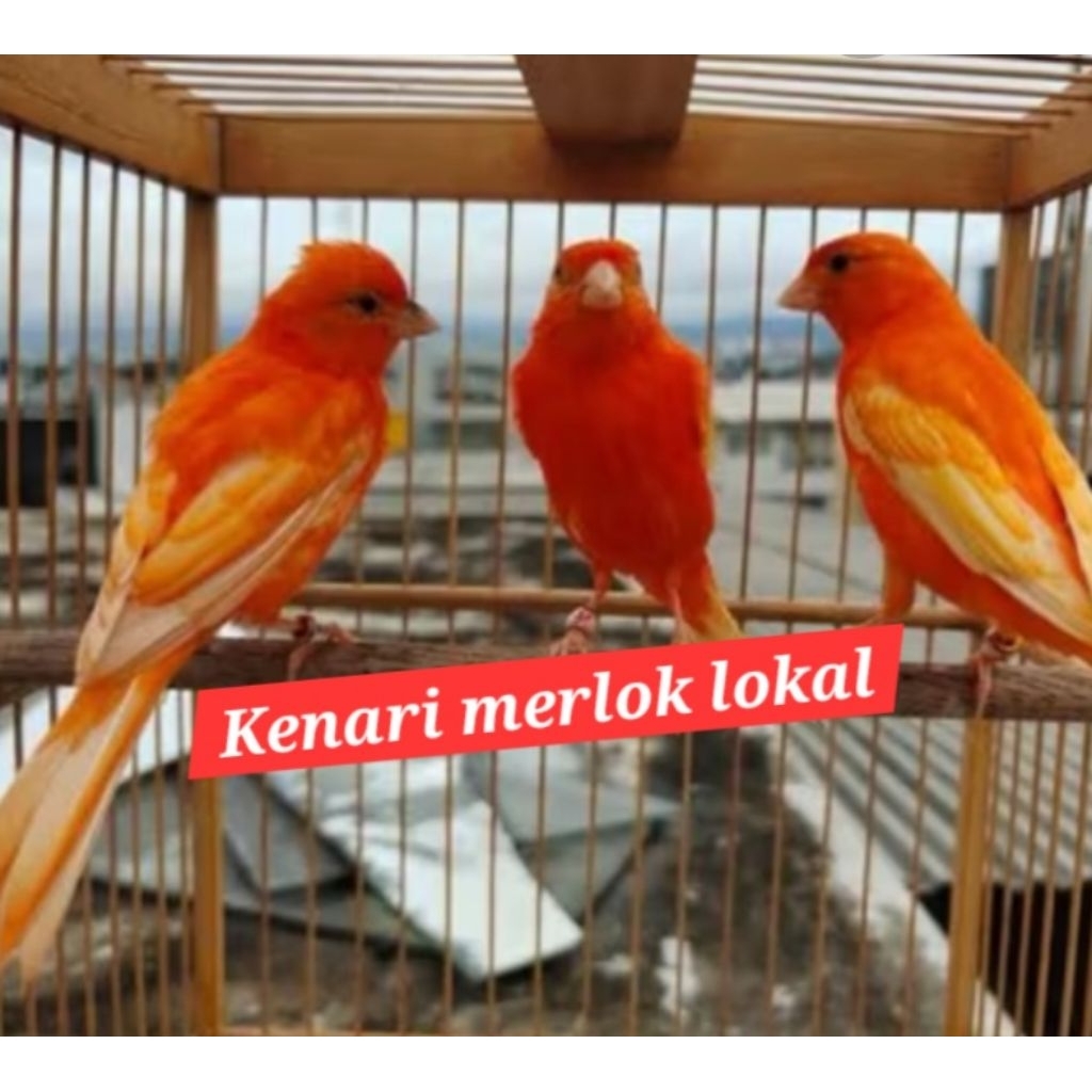 kenari merlok jantan A+  bahan cakep original