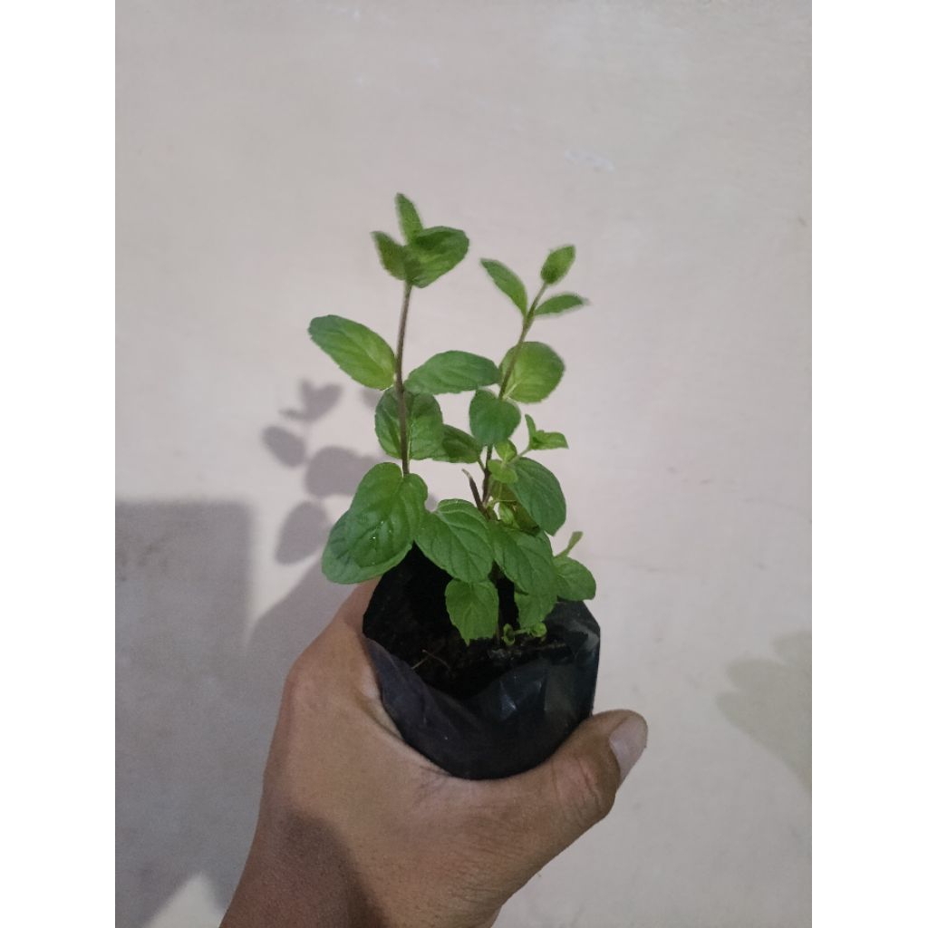 bibit herbal mint bibit tanaman sweet strong mint bibit tanaman mint