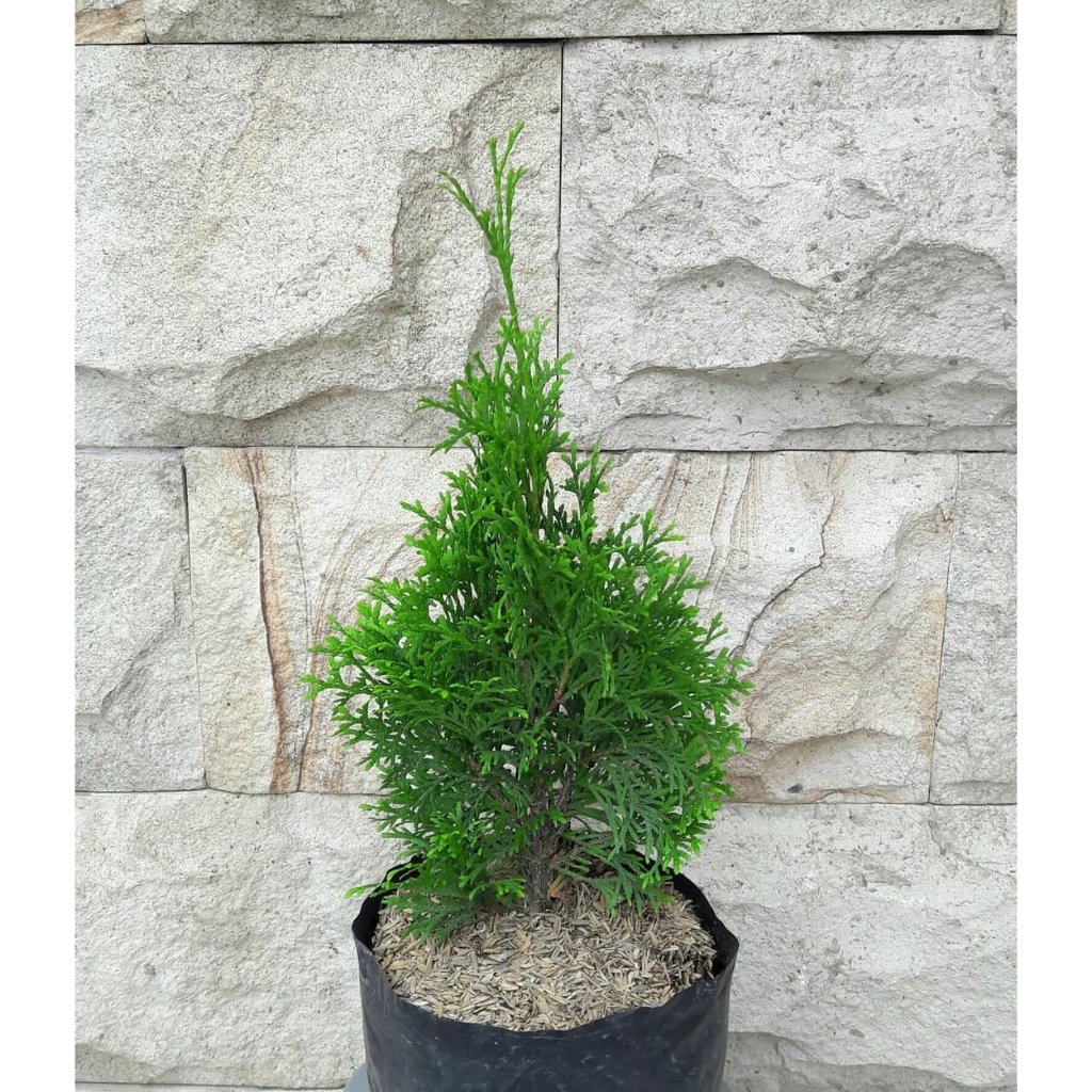 Cemara Embun cemara Wangi Cemara Rentes bibit tanaman cemara cemara wangi