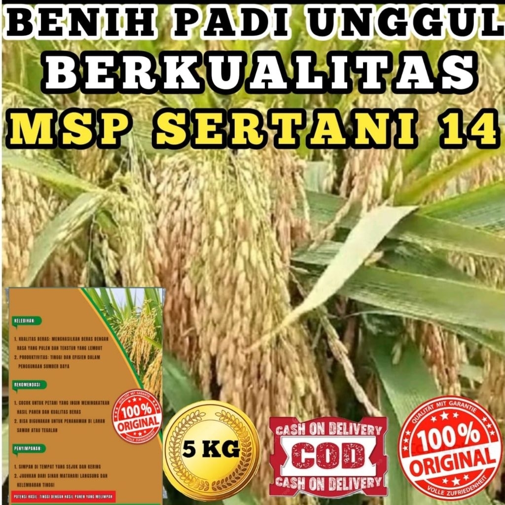 (COD)BENIH PADI UNGGUL MSP SERTANI 14 BENIH PADI  ORIGINAL 5KG