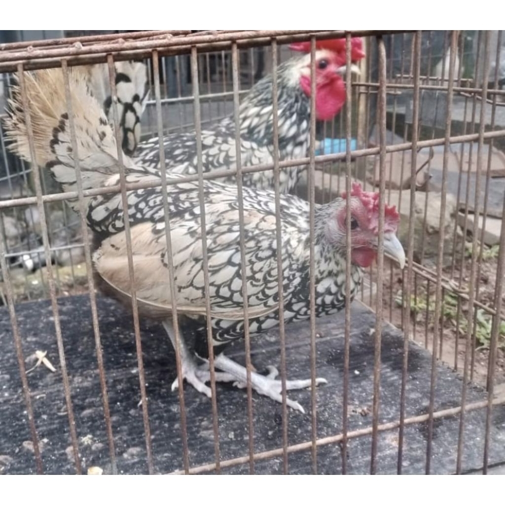 Ayam Kate Batik Italia Sepasang