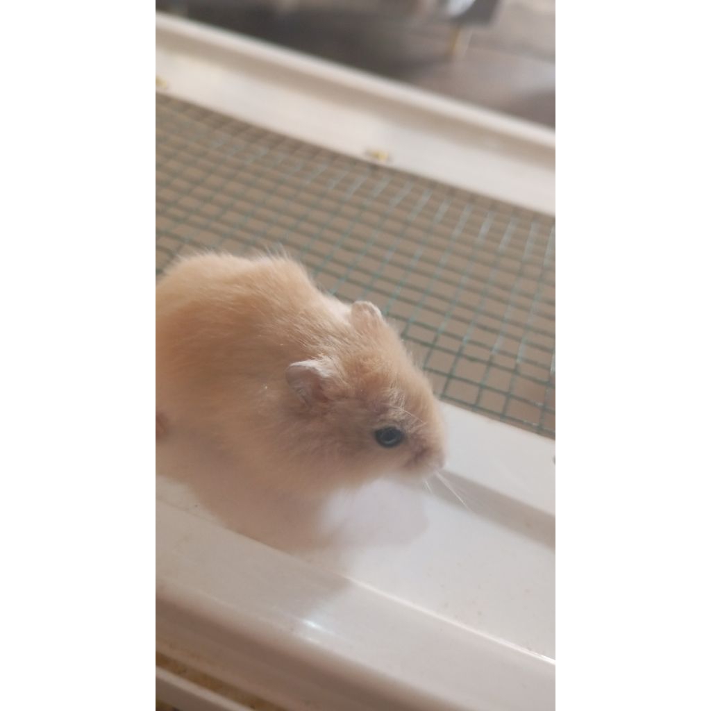Hamster Winter White Golden Mata Hitam (ANAKAN)