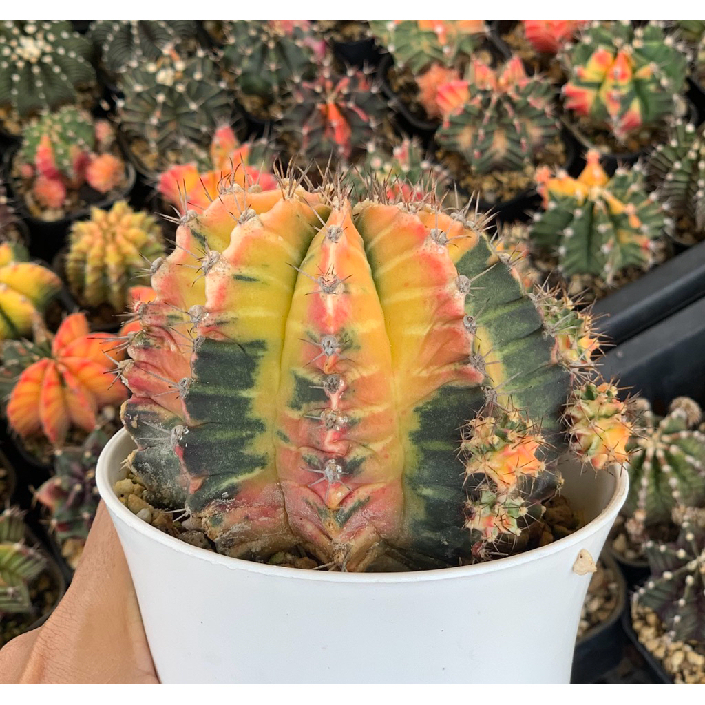 Gymnocalycium Mihanovichii Hybrid gymno miha var rata jumbo kaktus lb varigata tanaman hias hidup gu