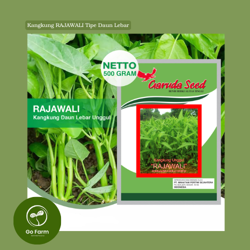 Benih Kangkung Rajawali Daun Lebar 50 Gram || Benih Kangkung Unggul Rajawali Garuda Seed