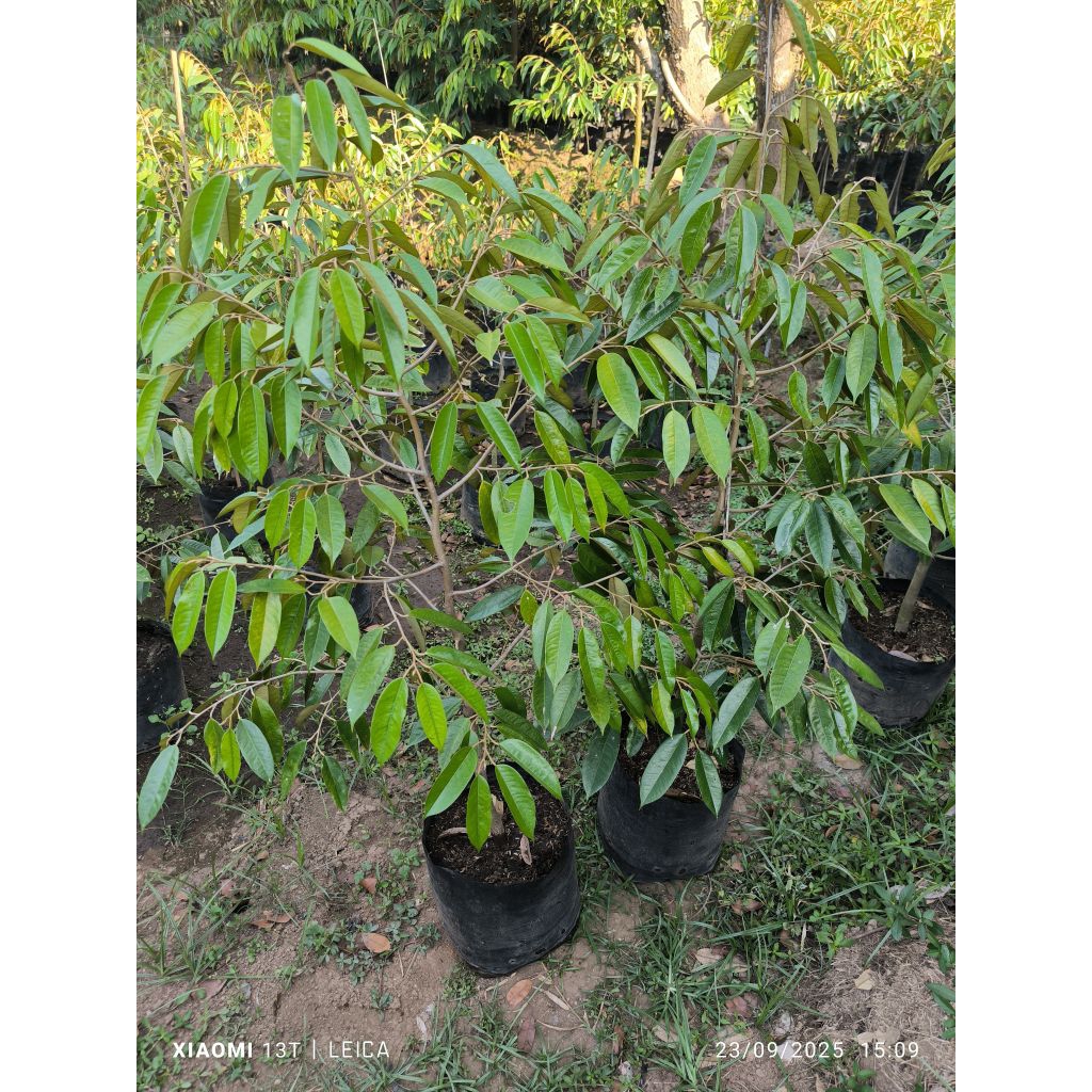 bibit durian super rimbun kaki1 & kaki3 (packing kayu)