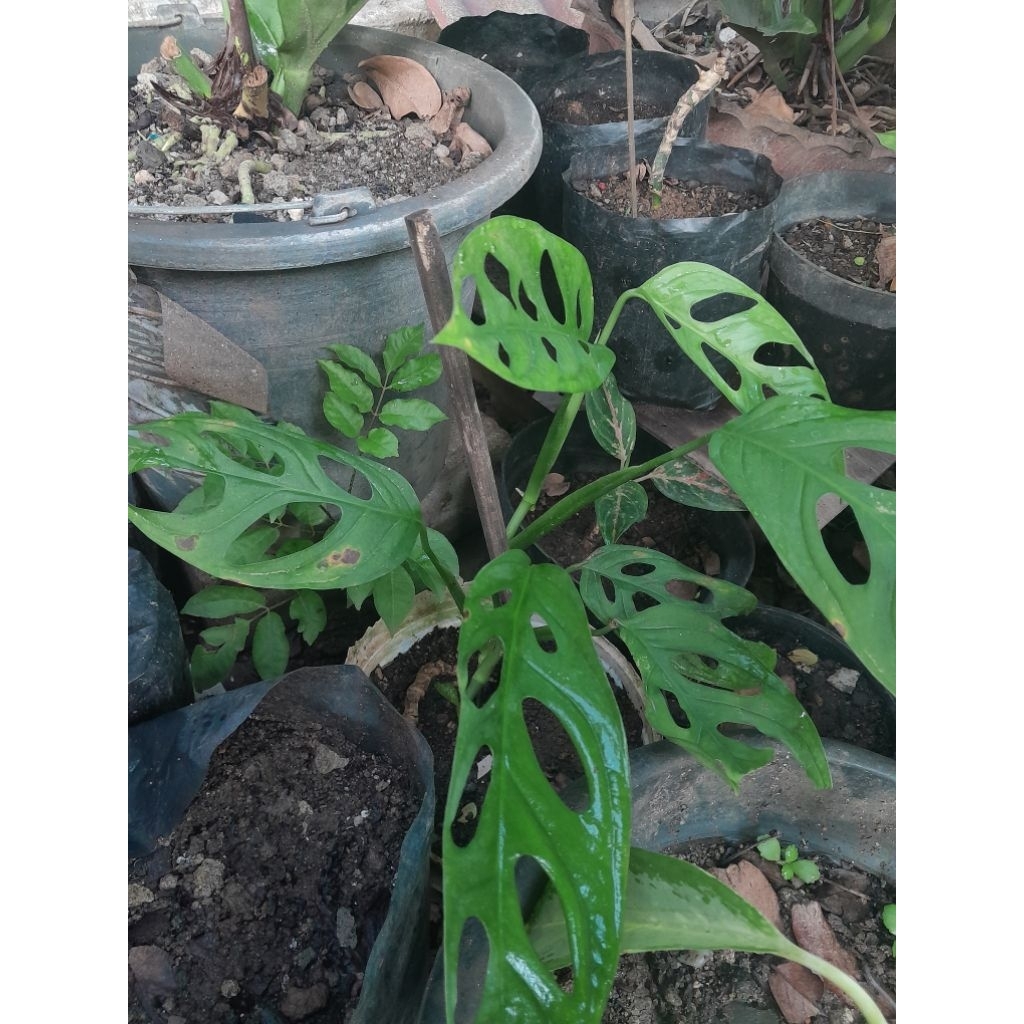 Tanaman Hias Janda Bolong Merambat