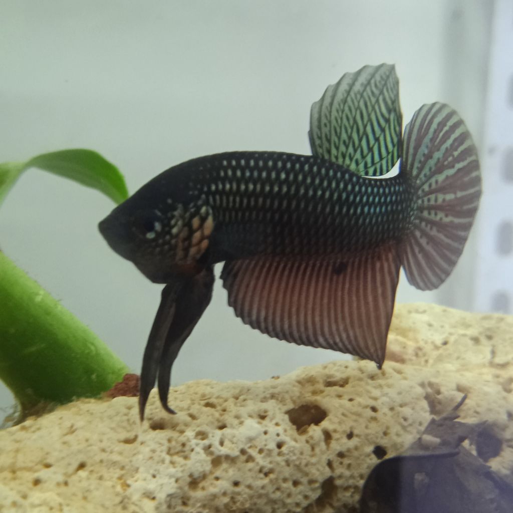 Wild Betta Smaragdina Copper ( Ikan 100% Sesuai Gambar)