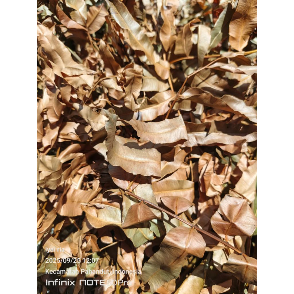 daun kelakai kering kalimantan 1 kg