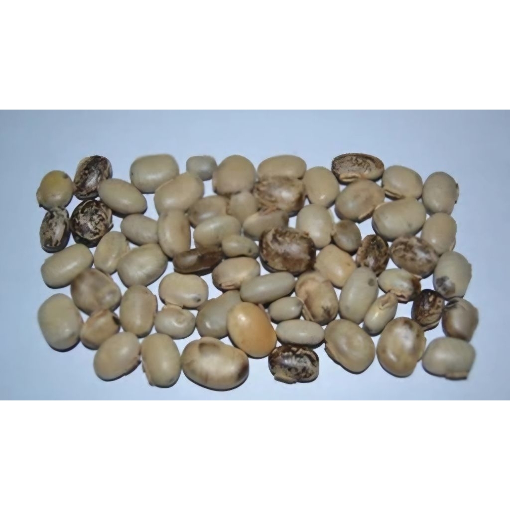 Kacangan MC Mucuna Cochinchinensis orok orok