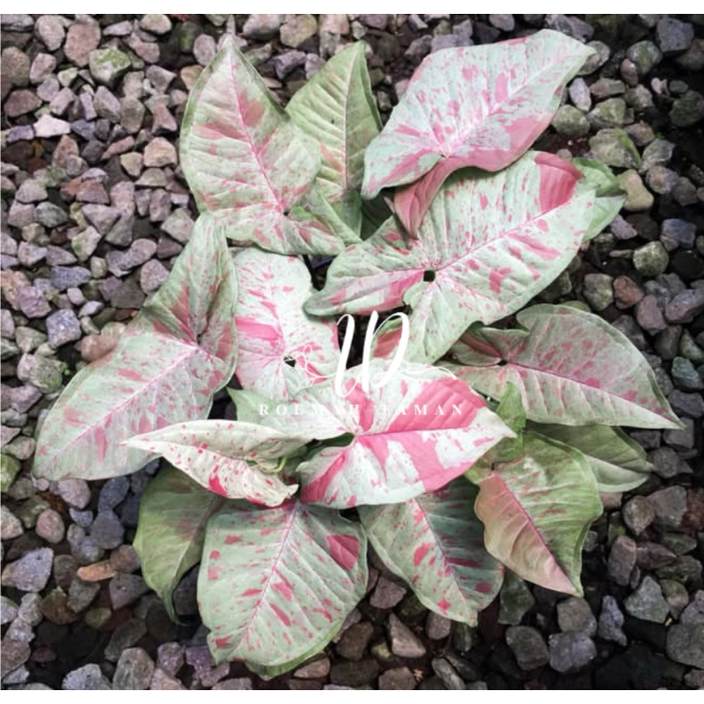 Syngonium milk confetti