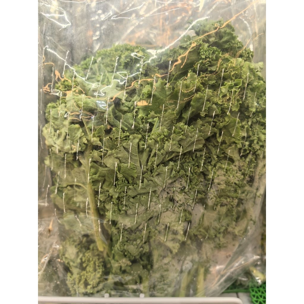 SAYUR KALE SEGAR. SAYUR KALE FRESH. KALE CURLY. READY KALE. READY SAYUR KALE