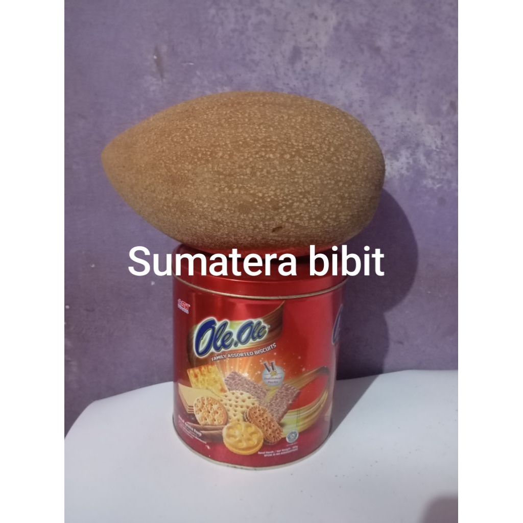bibit mamey sapote/sawo mexico/sawo raksasa kirim full media.