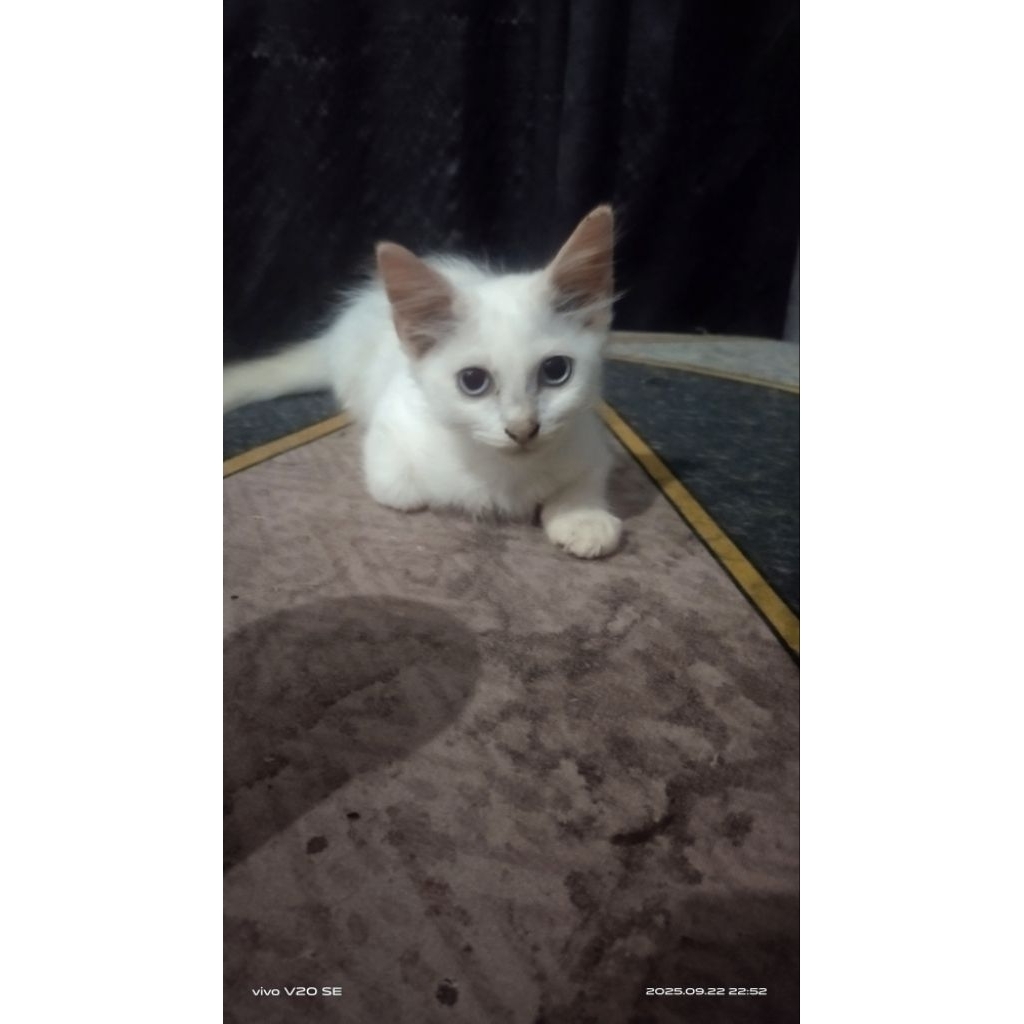 Anak kucing Persia Anabul