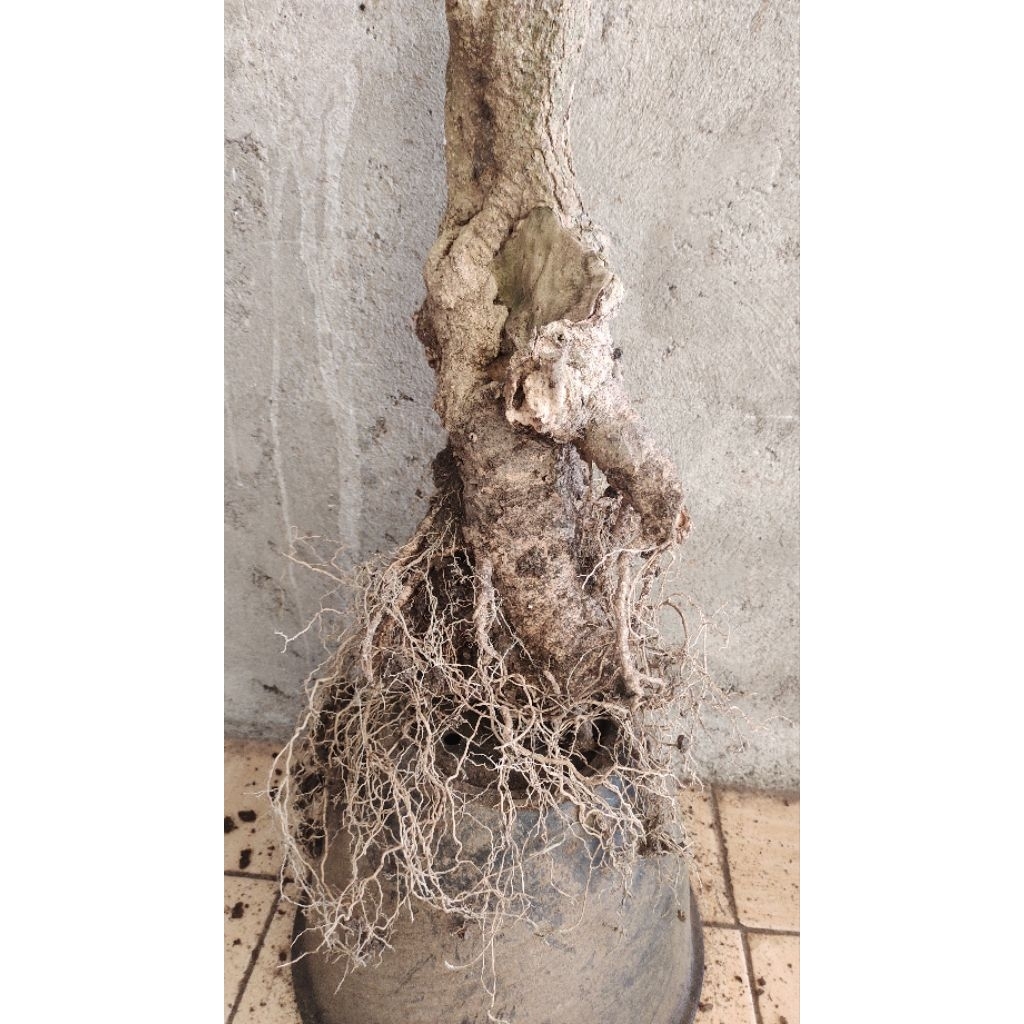 bahan bonsai dongkelan Mentaos 5kg tinggi -+120cm