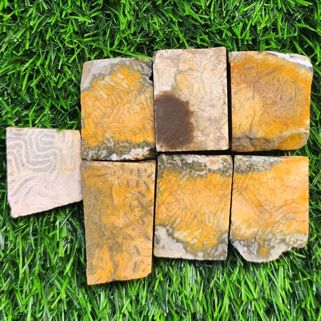 Bahan Batu Kelabang Fosil Lipan / Batu Fosil Lipan Kelabang /  Bahan Batu Fosil Lipan Kelabang