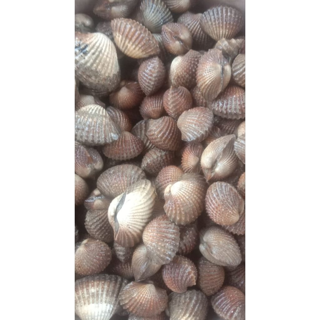 Kerang Dara 1kg