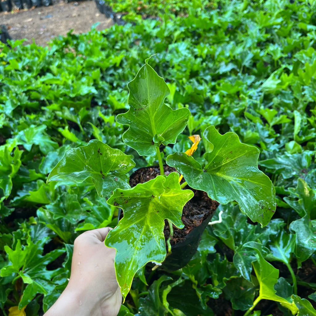 TANAMAN HIAS PHILO JARI || PHILO JARI