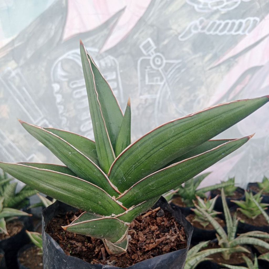 SANSEVIERA SAMURAI DRAFT REMAJA