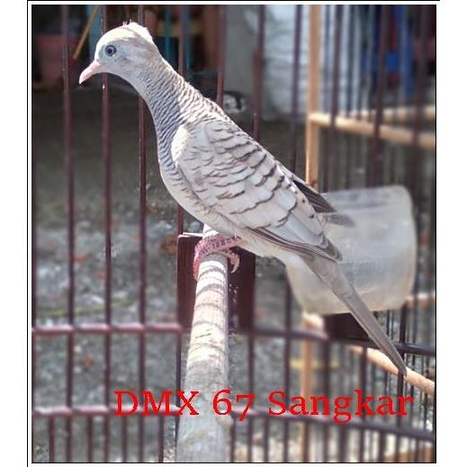 Burung Perkutut Silver