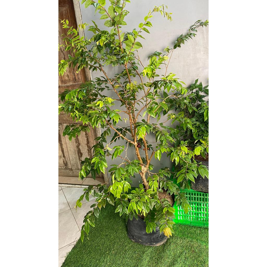 Bibit Tanaman  Anggur Brazil  Preco/ Anggur Pohon Preco Kondisi Berbunga Tinggi 1,5M fullmedia 20kg