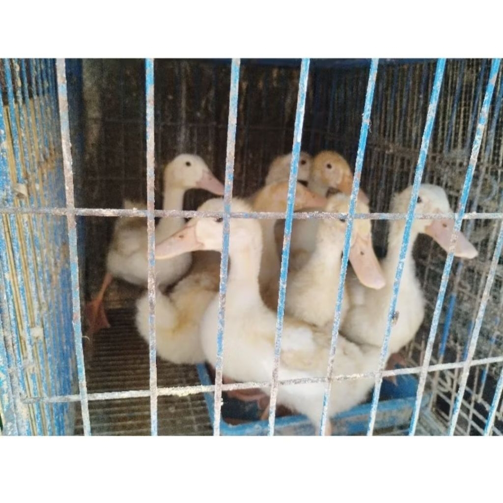 ANAK BEBEK PEKING HIDUP [UMUR 21-30 HARI] DOD BEBEK HYBRIDA BIBIT BEBEK PEKING [MINIMAL ORDER 1 EKOR