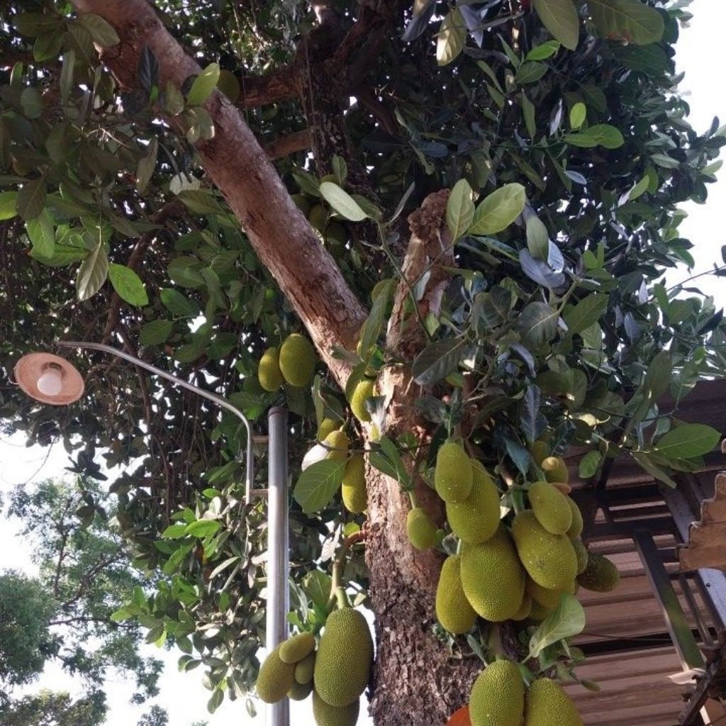 nangka muda/tewel muda/nangka/sayur nangka