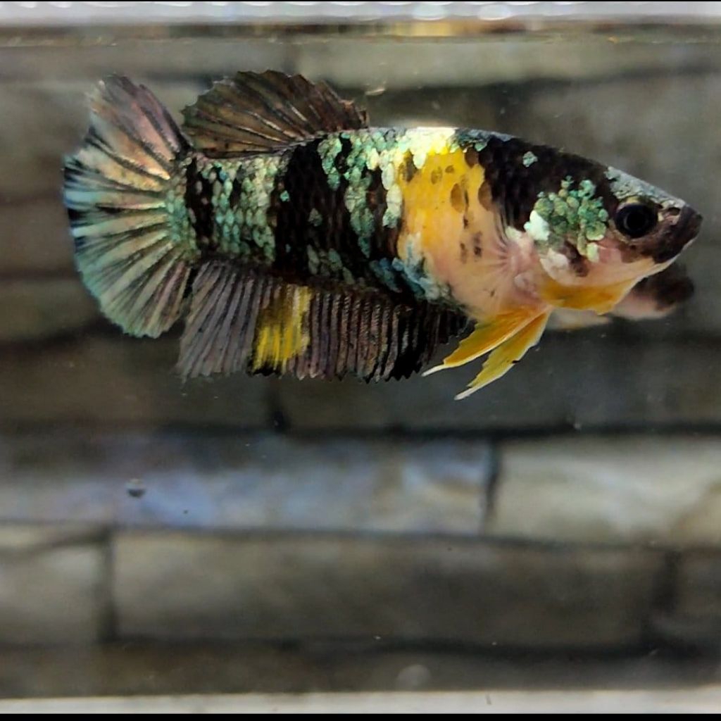 ikan cupang female yellow koi copper full telur