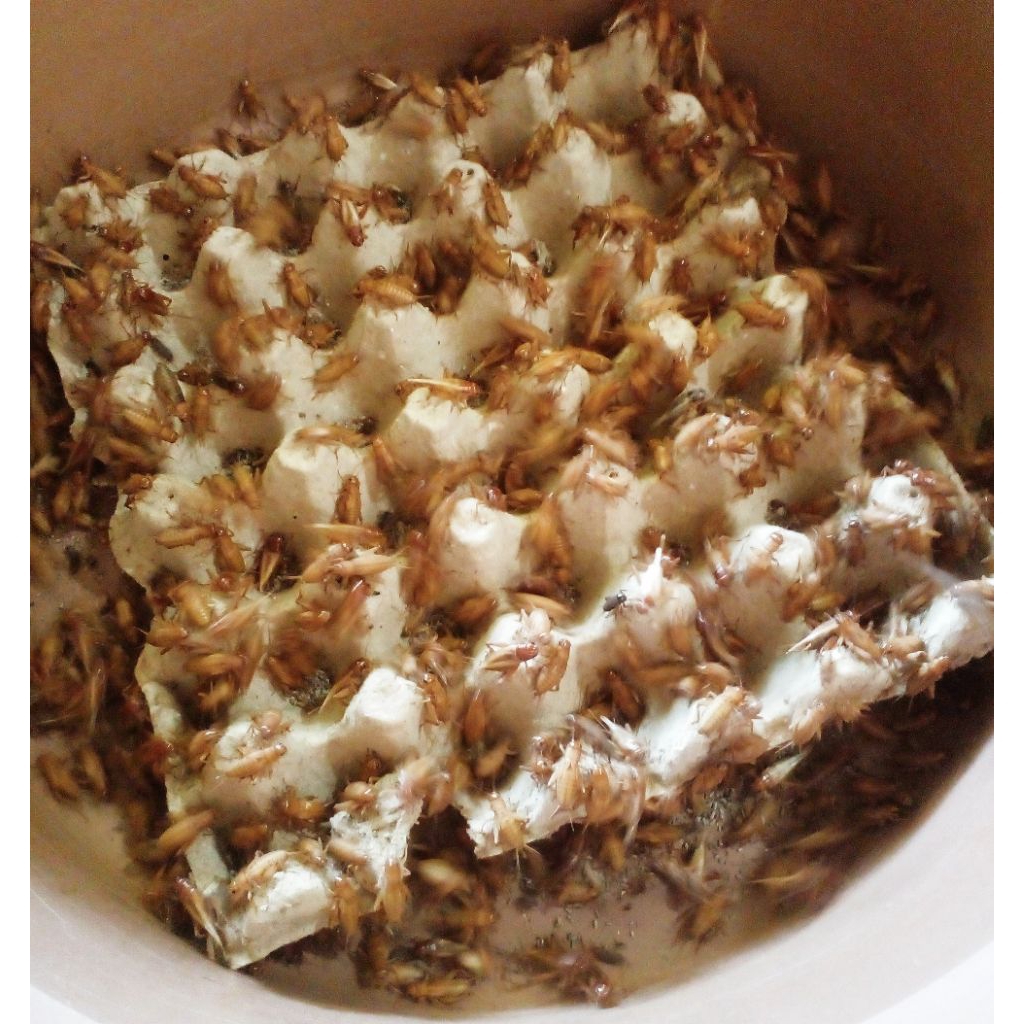 Telur jangkrik madu kunyit (full kuning)700 gram