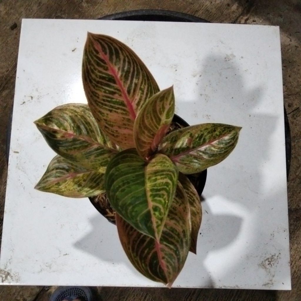 aglaonema Krisna golden