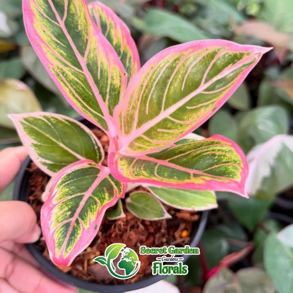 Tanaman Hias - Aglonema Lipstik Pink Clasik / Aglonema Siam Aurora Pink / Remaja Rimbun