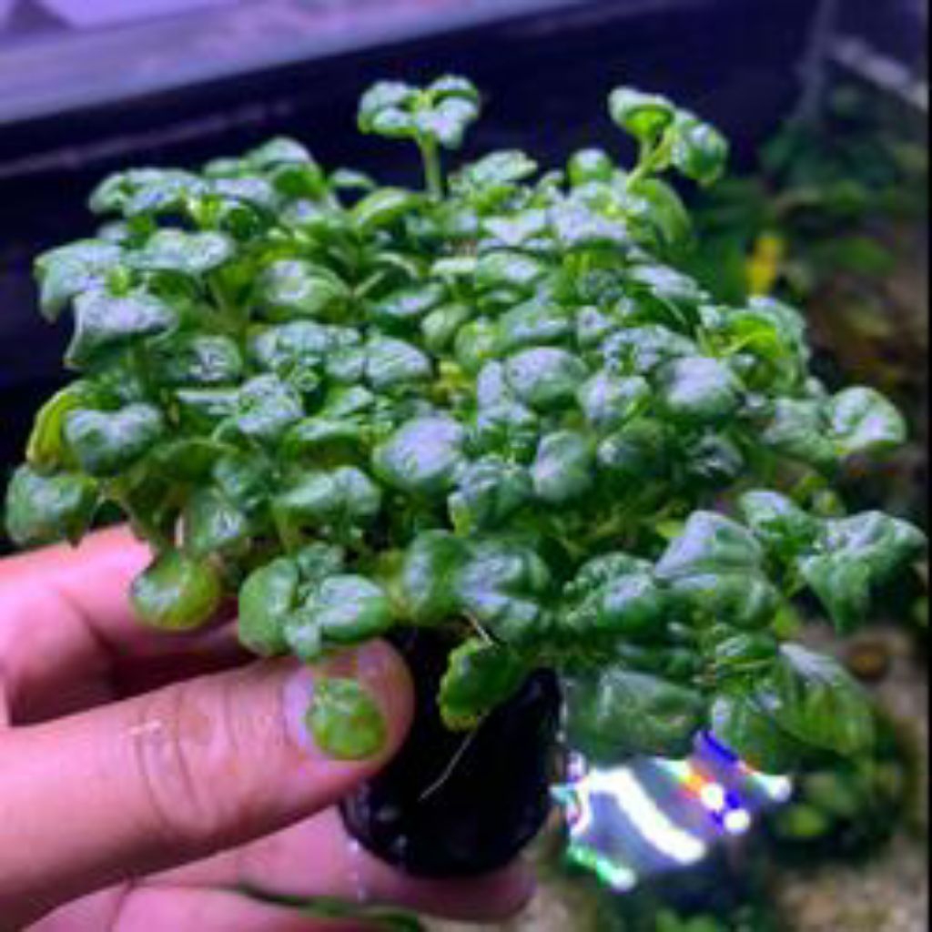 TANAMAN ANGGURAN MEDIA WABISKUSA