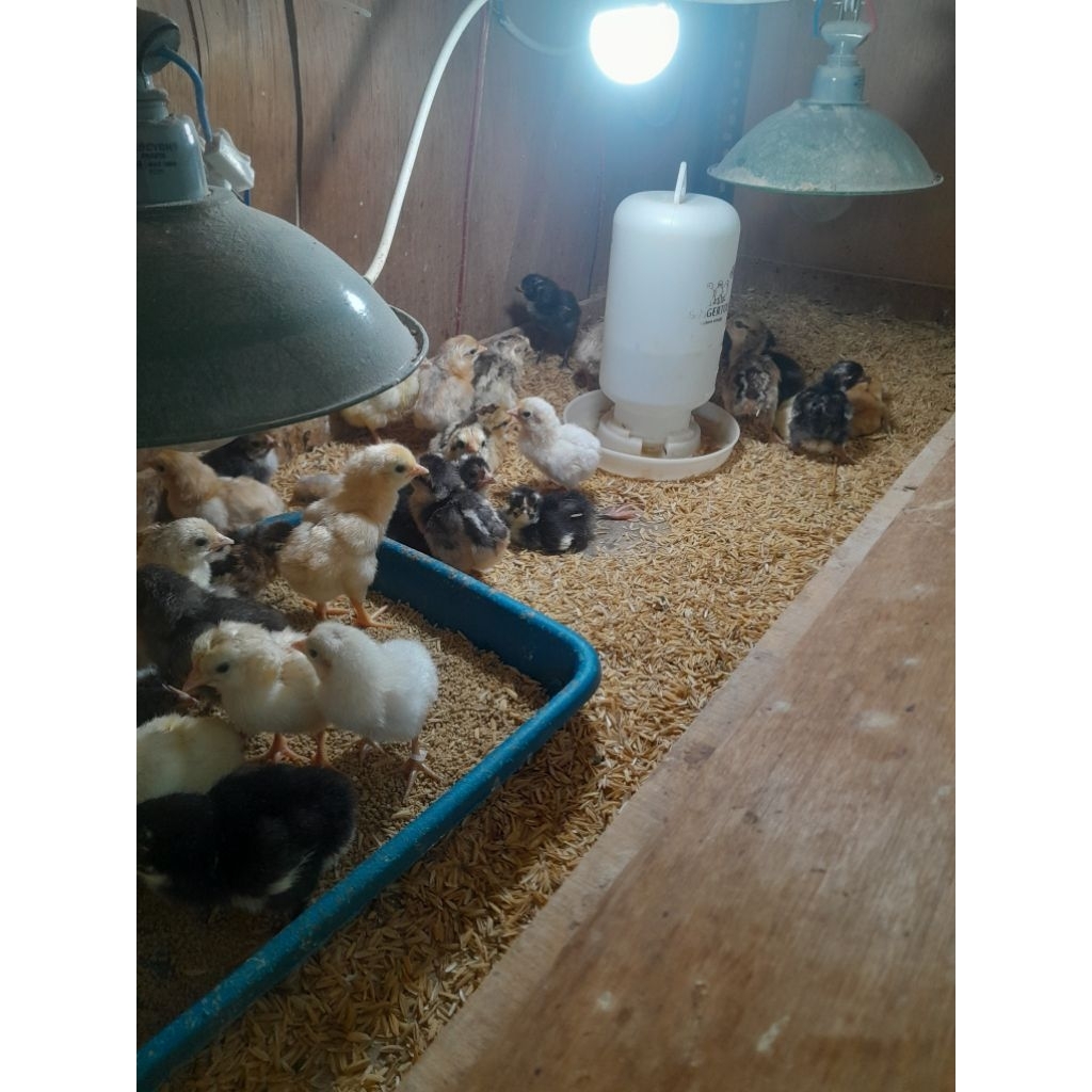 GARANSI GANTI BARU/buk4n/TELUR/DOC AYAM KAMPUNG UNGGULAN KUB2 umur 0-3 Mg/buk4n/DAGING/DOC AYAM KAMP