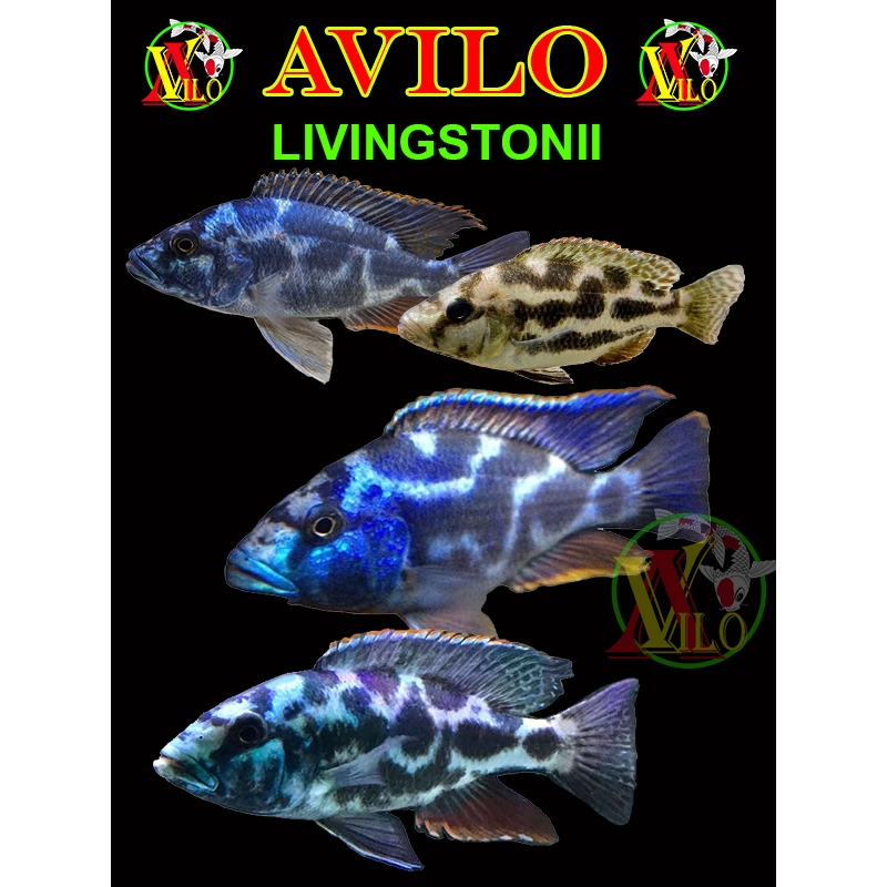 ojek ikan hias livingstoni loreng belang afrika siklid siklit ciclid size kecil ( belum ada warna )