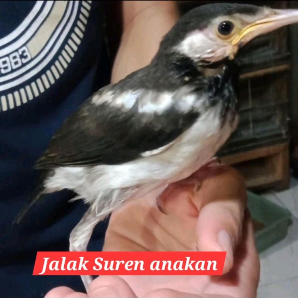 jalak suren anakan prediksi jantan