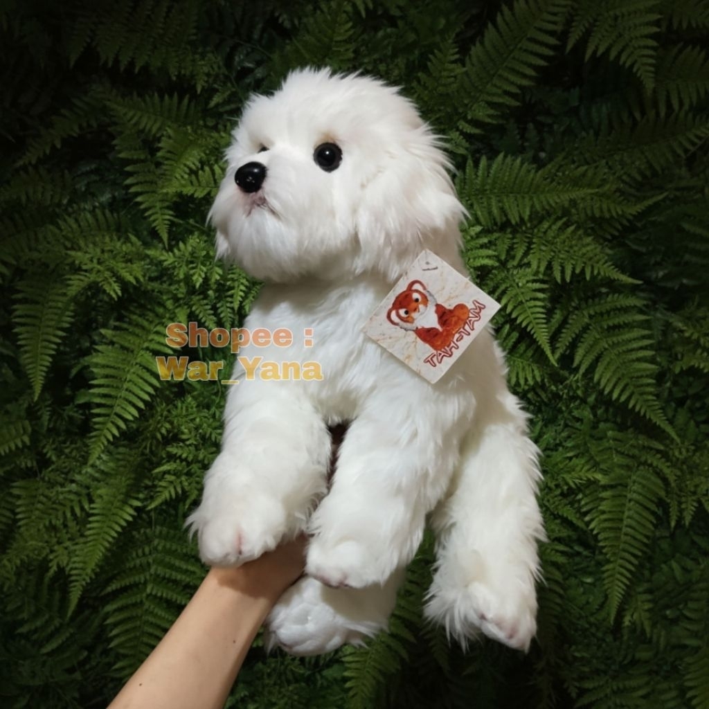 Boneka Anjing Maltese Import Inggris Original Mirip Doggy Beneran Dogy Bichon Second PL Preloved Dog