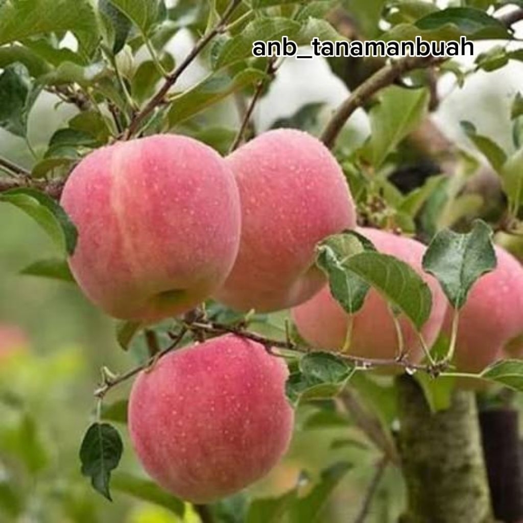 bibit apel Fuji merah manis sudah siap berbuah live