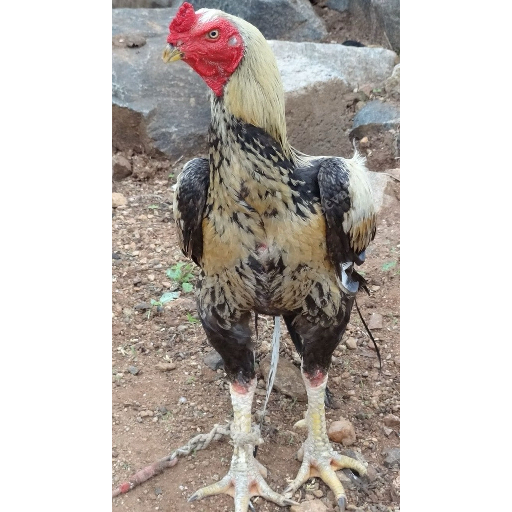 telur ayam Plucker calon petarung