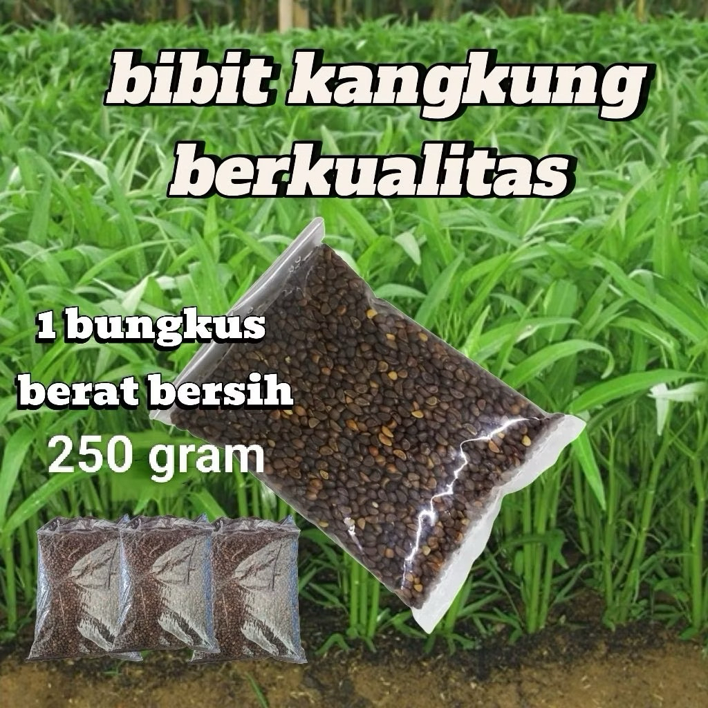 Bibit Kangkung / Benih Kangkung Unggul 250 gram Urban Farming Potong Cabut