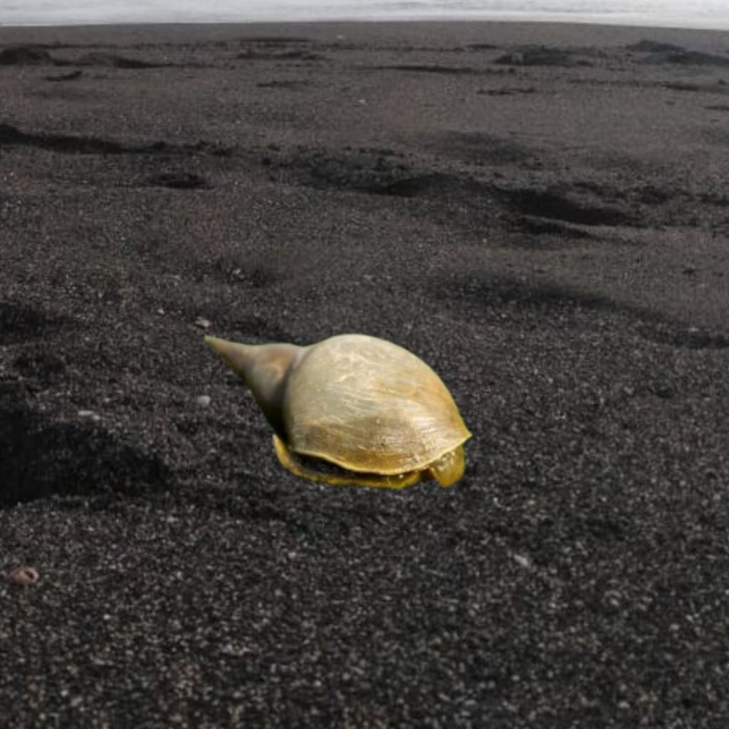 Hiasan Aquascape Keong Lymnaeidae