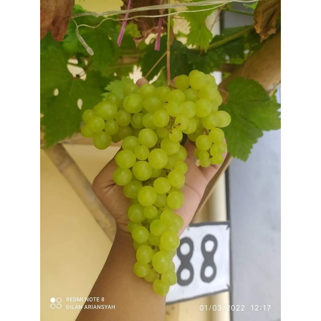 bibit anggur Solomy  rs so4 1 meter up