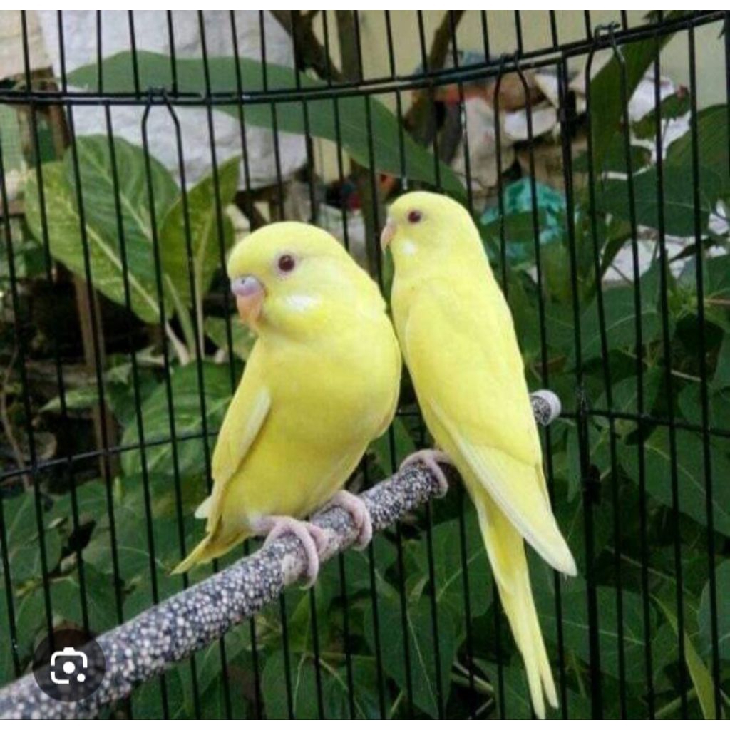 burung parkit sepasang