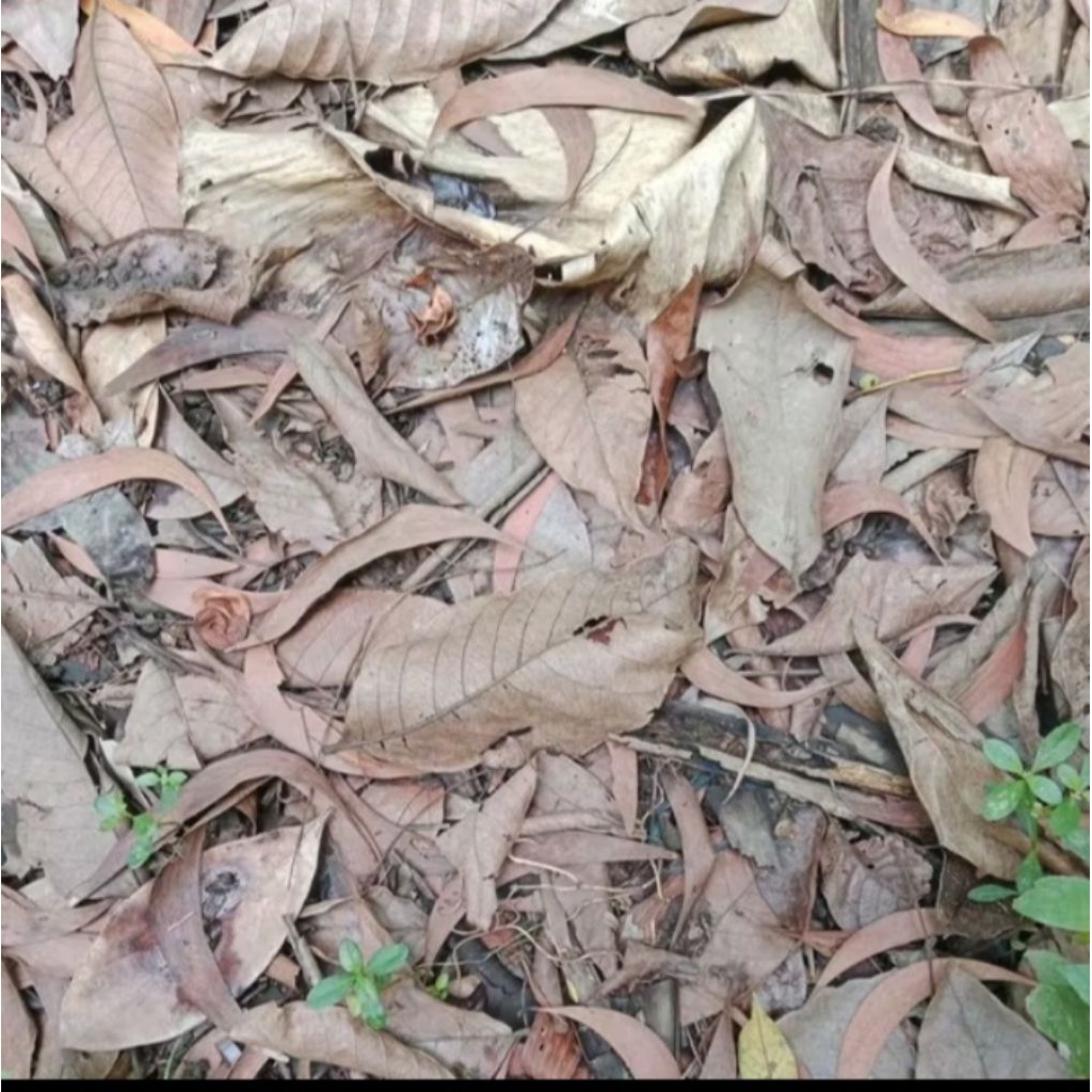 Daun daun kering rendom untuk kompos tanaman 500gr