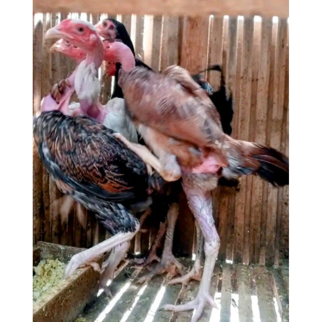 Ayam saigon usia5 bulan