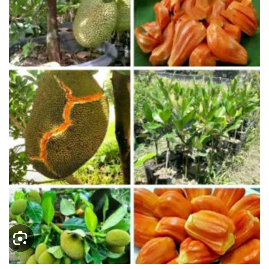 bibit nangka madu merah jumbo
