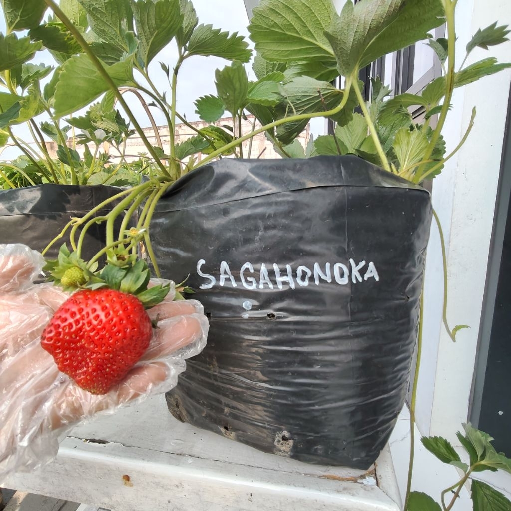 Bibit Strawberry SAGAHONOKA